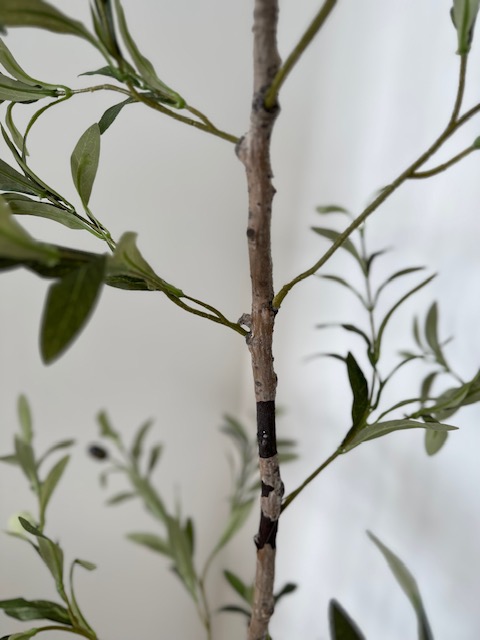 Branch of olive tree