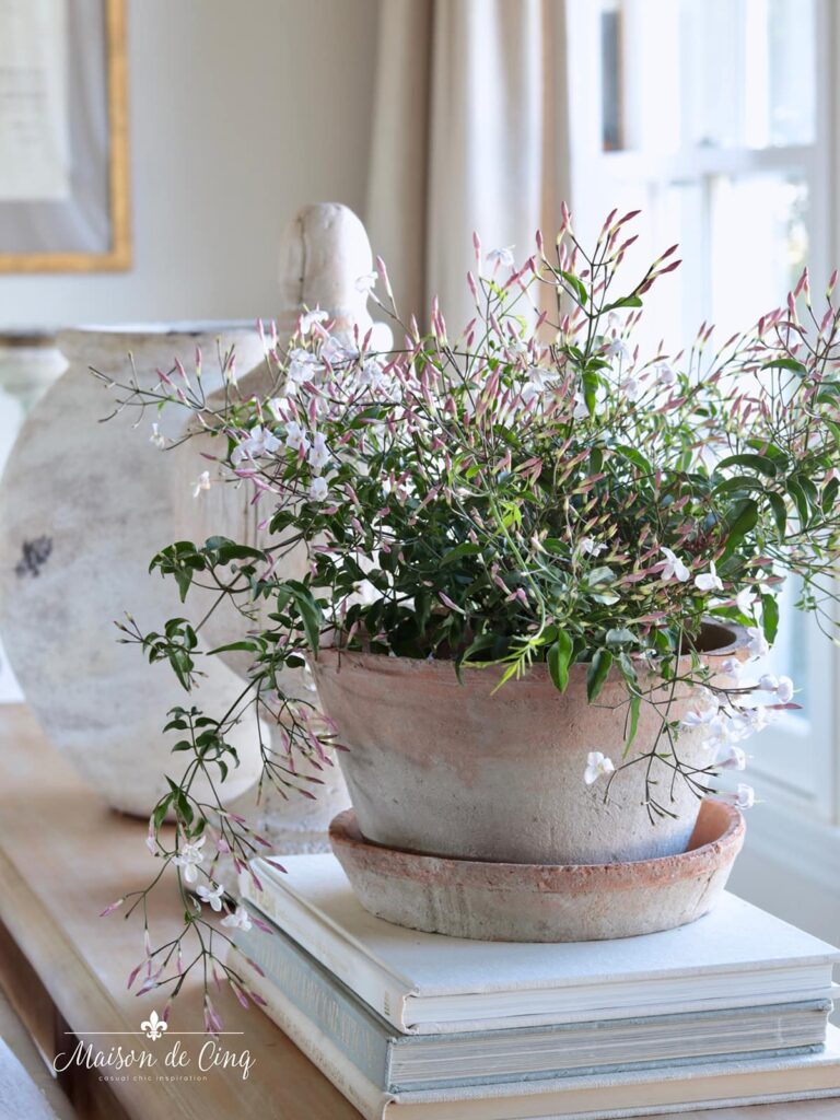 Jasmin flowering pot