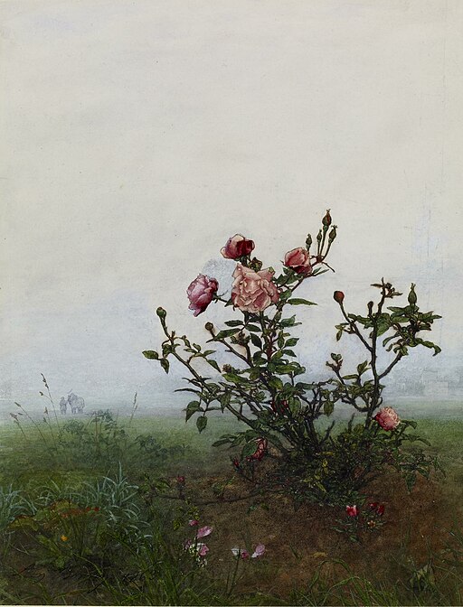 vintage painting of rose bush