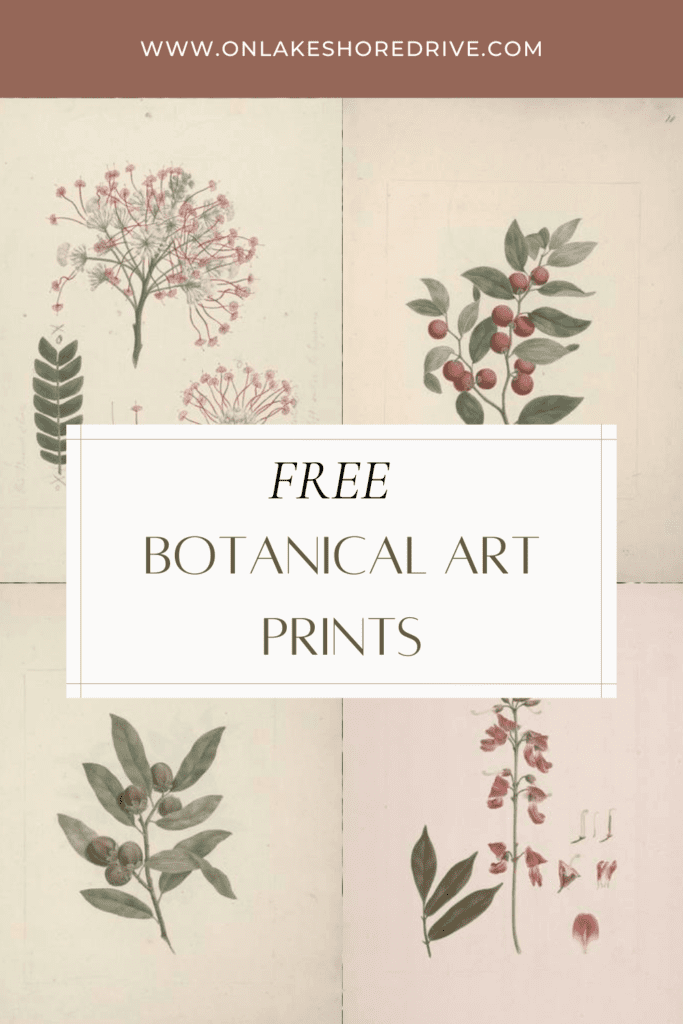 20 Free botanical art prints - on lakeshore drive