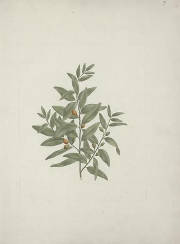 botanical print