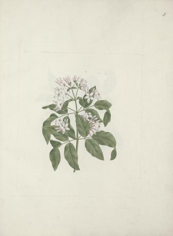 botanical art print