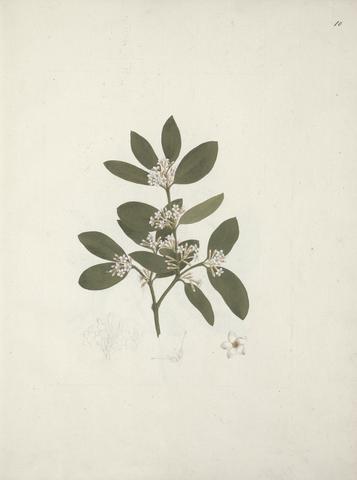 botanical art print