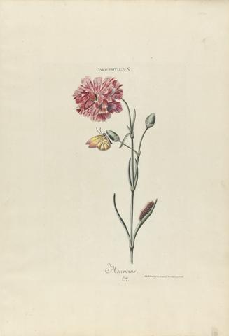 botanical art print