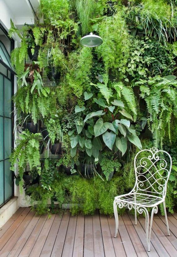 Live plant wall for patio privacy